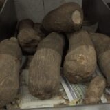 Chana Yam (African Yam)